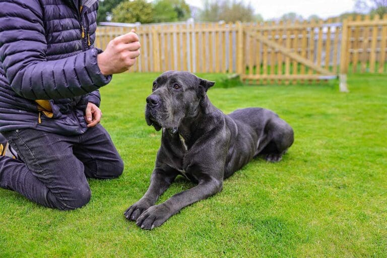 Cane Corso puppies