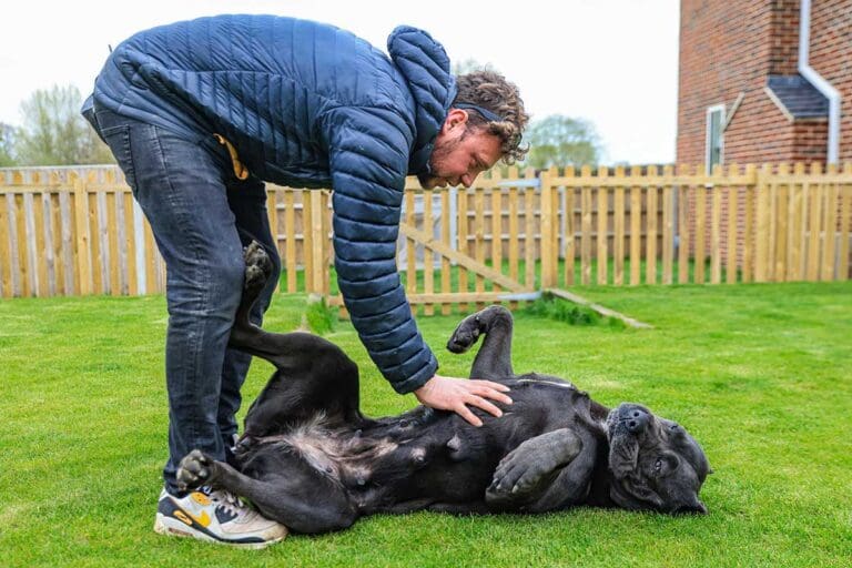 Cane Corso