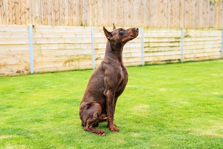 Dobermann puppies
