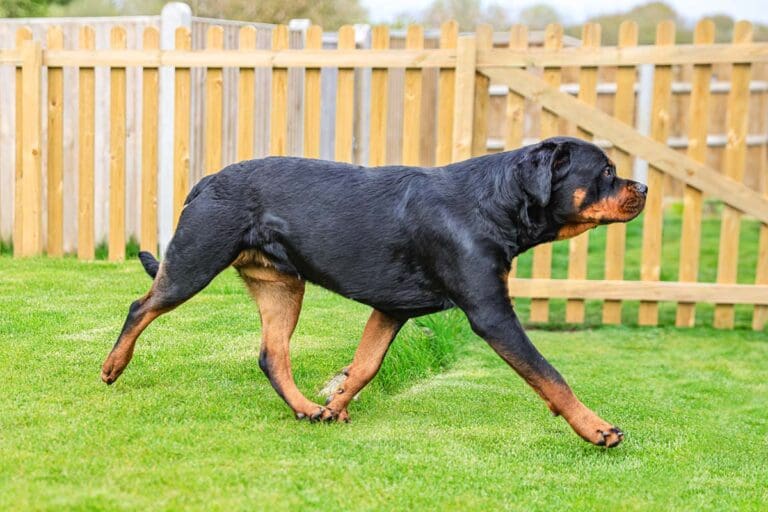 Rottweiler