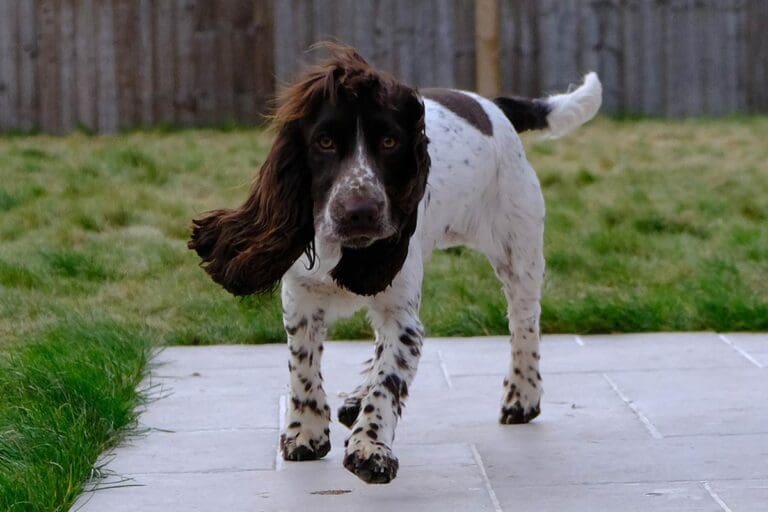 Cocker Spaniel puppies