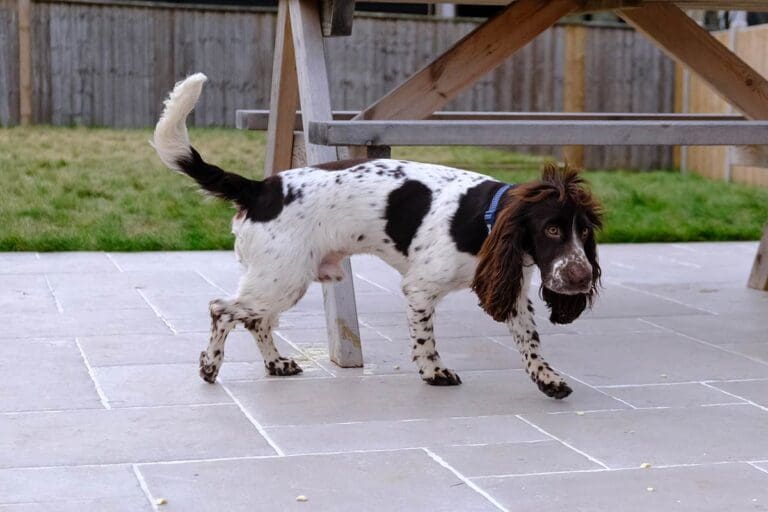 Cocker Spaniel puppies