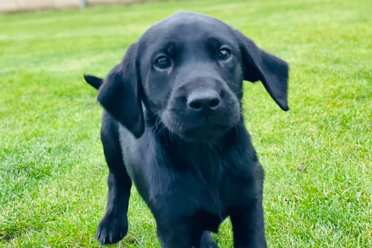 Lab Paws Labrador puppies | Grand Paws | Norfolk and Suffolk