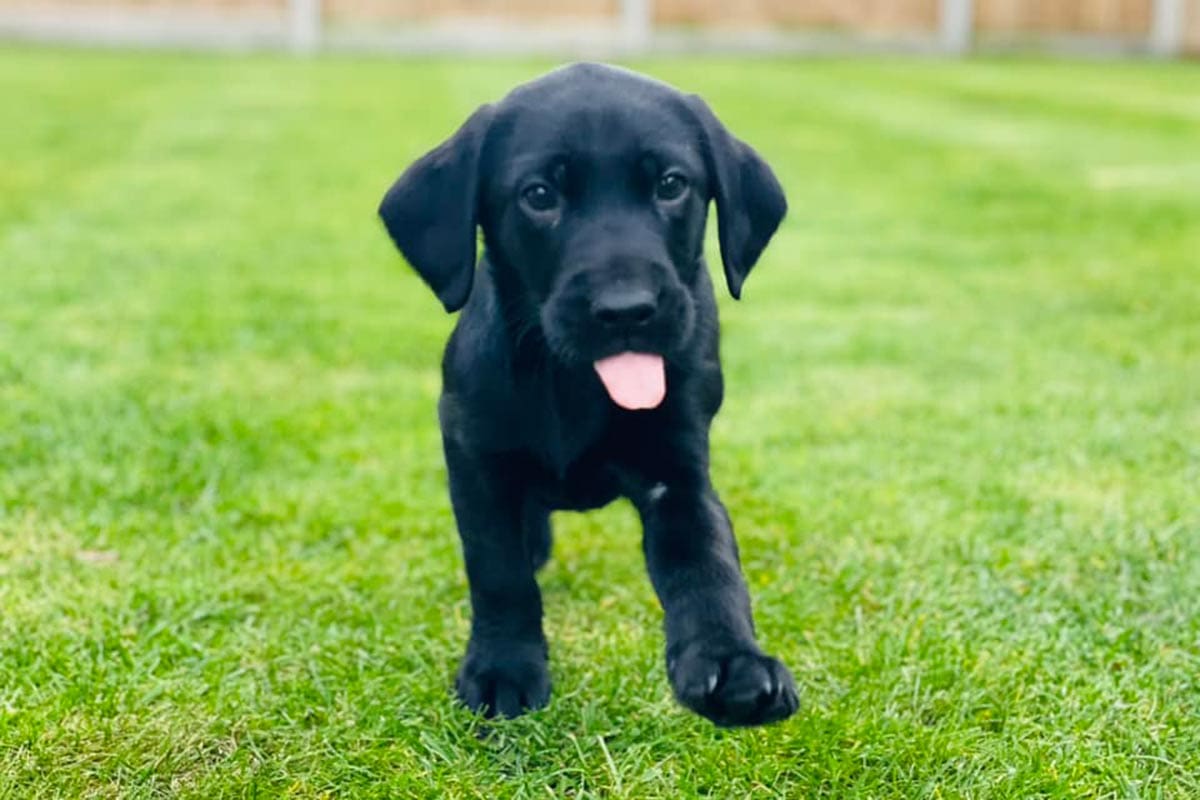 Lab Paws Labrador puppies | Grand Paws | Norfolk and Suffolk