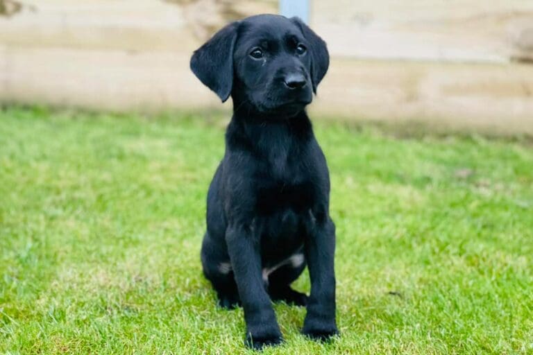 Labrador