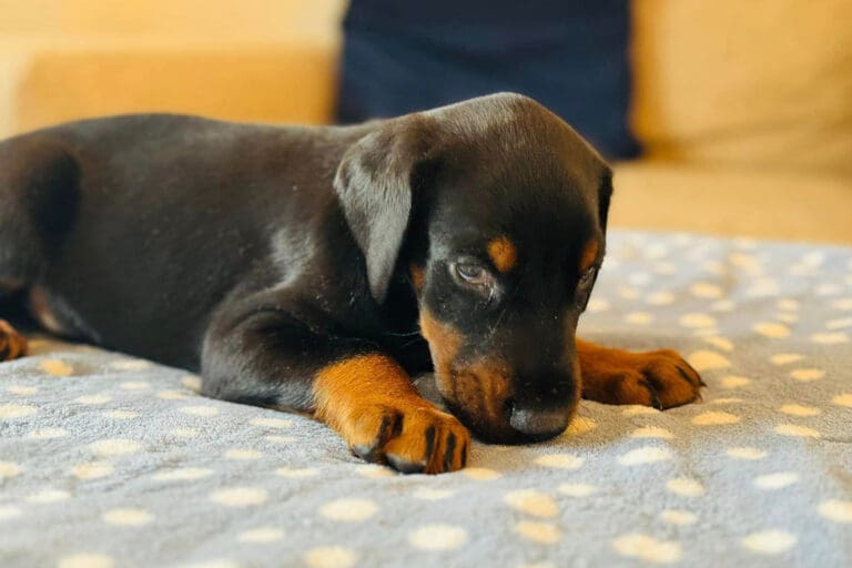 Dobermann puppies for sale