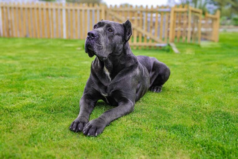 Cane Corso