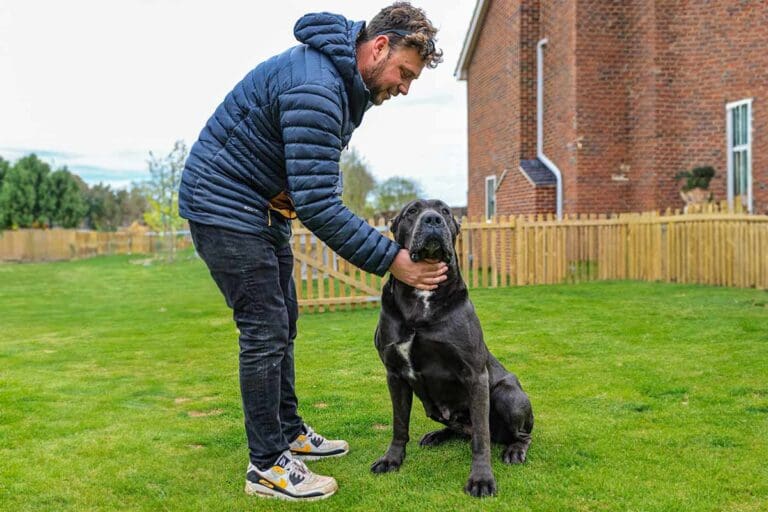Cane Corso