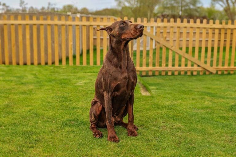 Dobermann