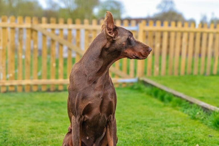 Dobermann