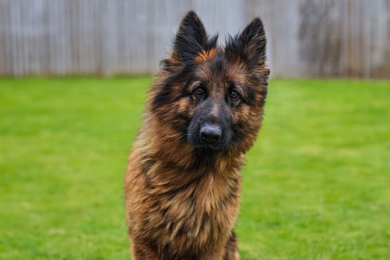 German Shepherd