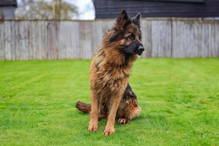 German Shepherd