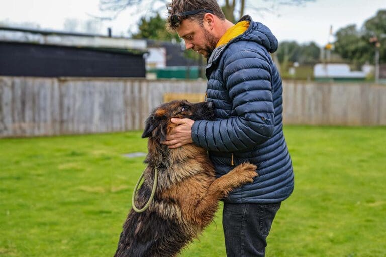 German Shepherd