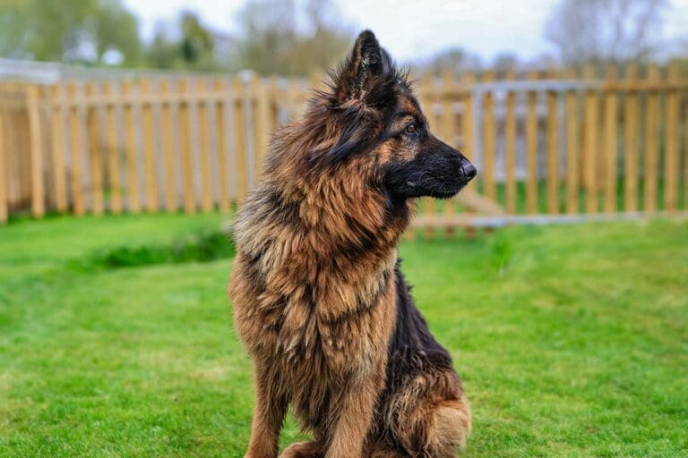 German Shepherd