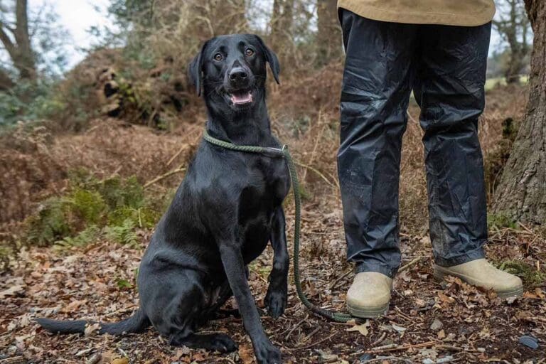 Labrador