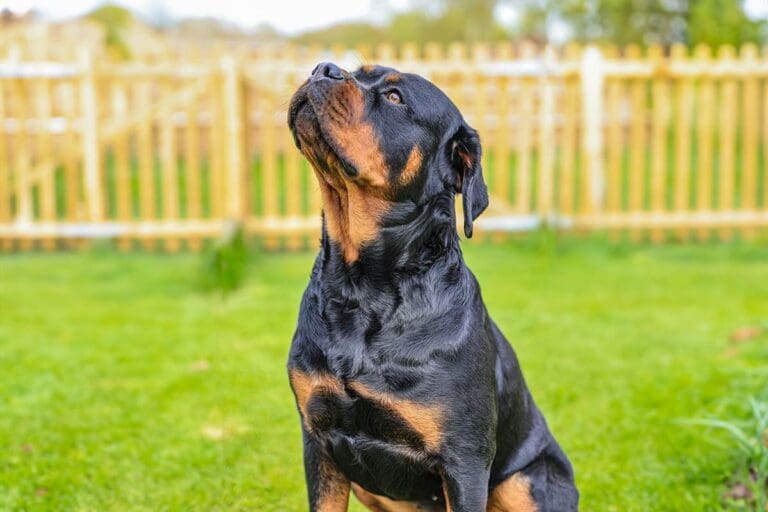 Rottweiler